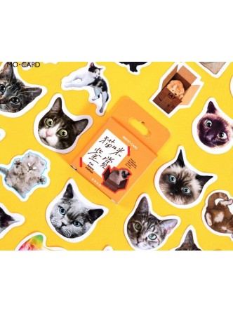 ست استیکر گربه بازیگوش