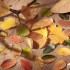 چسب واشی استیکری برگ پاییزی