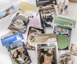 ست استیکر گربه و سگ کیوت