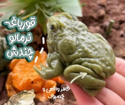 قورباغه نرمالو چندش له شو